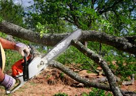 Best Tree Removal  in Berkley, CO