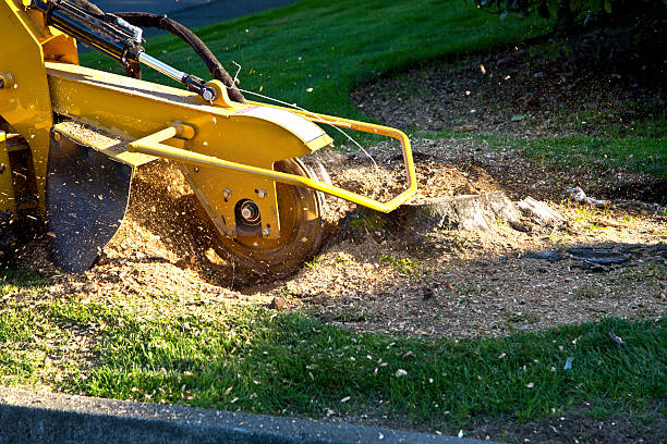 Best Palm Tree Trimming  in Berkley, CO