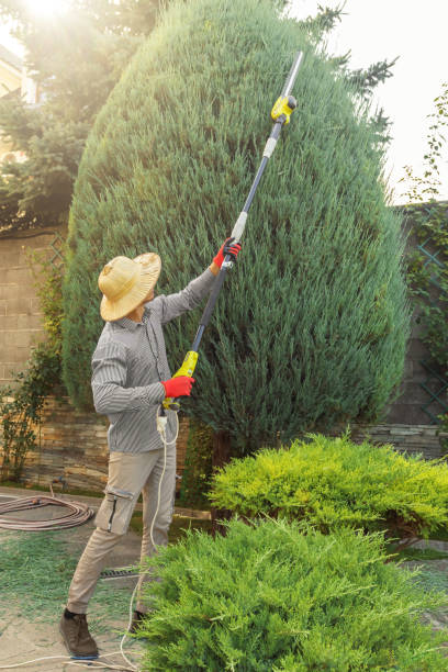 Best Tree Maintenance Programs  in Berkley, CO